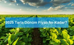 Tarla Ne Demek? 2025 Tarla Dönüm Fiyatı Ne Kadar?